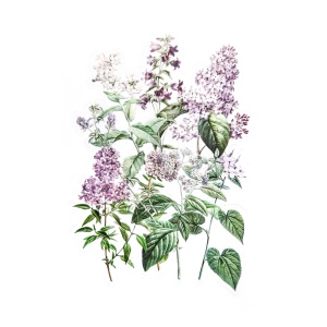 Läbipaistvad kleebised lillad lilled