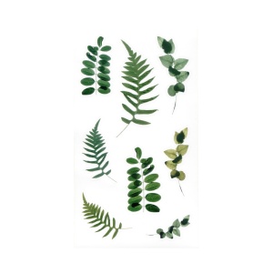 Läbipaistvad kleebised taimed